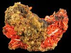 Bright Orange Crocoite Crystals - Tasmania #64362-1